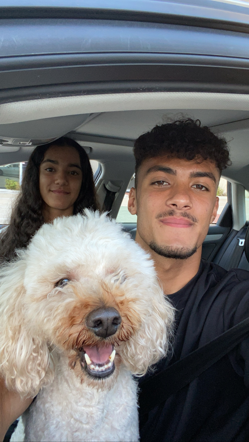 Dog in the car